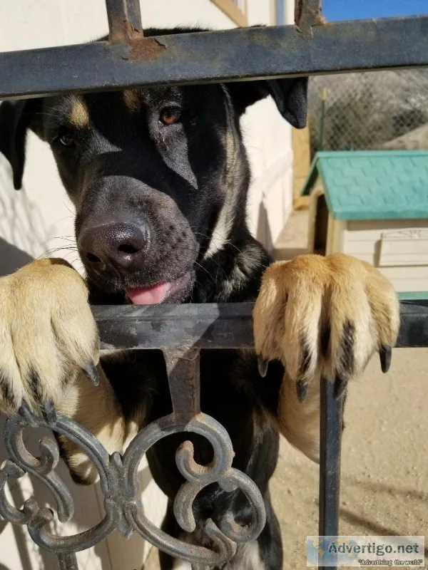 Shepard mix
