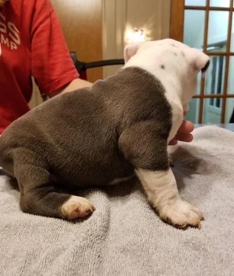 6 Young Pitbull puppies ready....