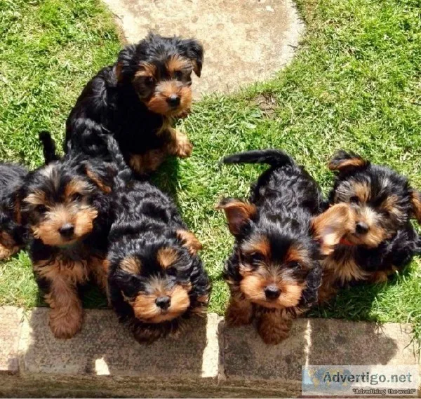 Litter Of 5 Gorgeous Yorkies.