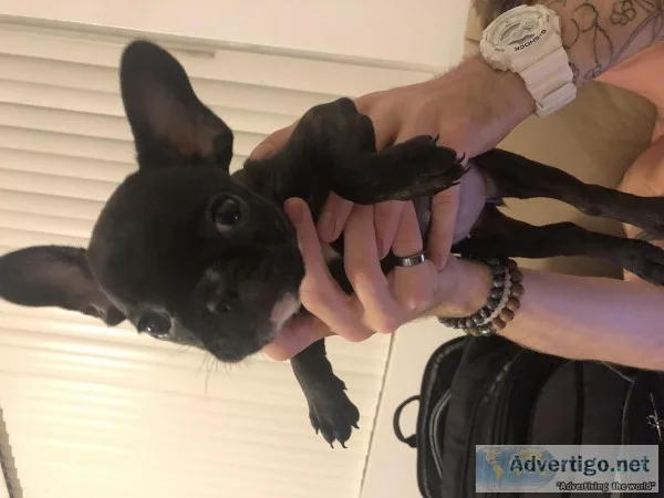 Akc female french