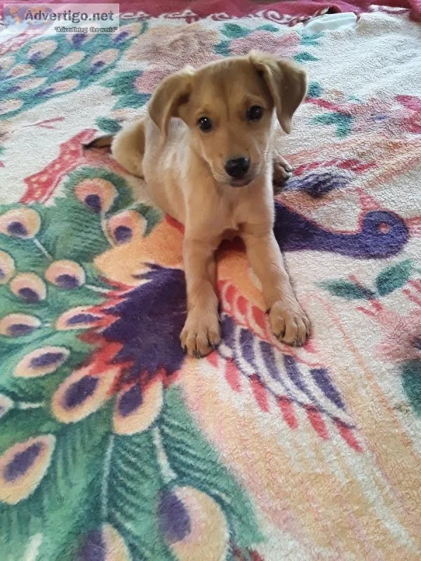Puppy
