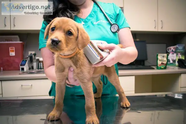Leading Animal Hospital in Mississauga  Trusted Veterinary Hospi