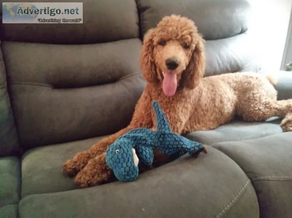 Rehoming standard poodle