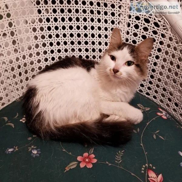 7 month old kitten