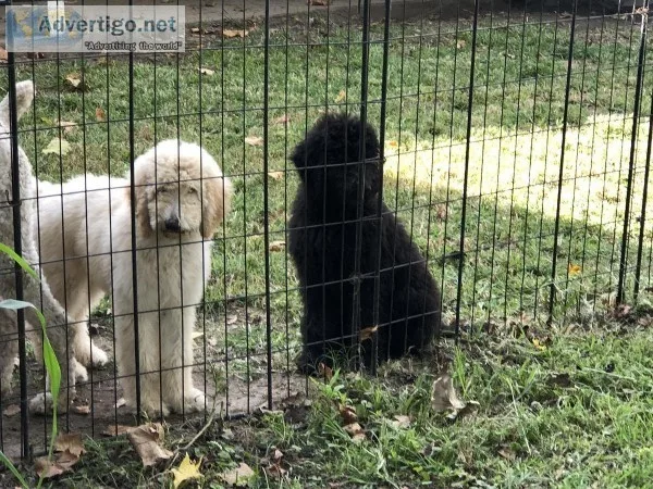 Two male Standard Poodles