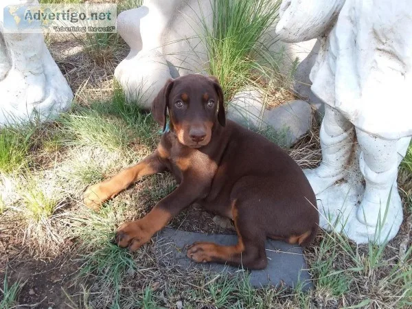 Cadenhead Dobermans