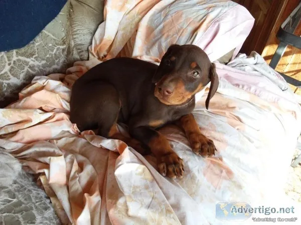 Cadenhead Dobermans