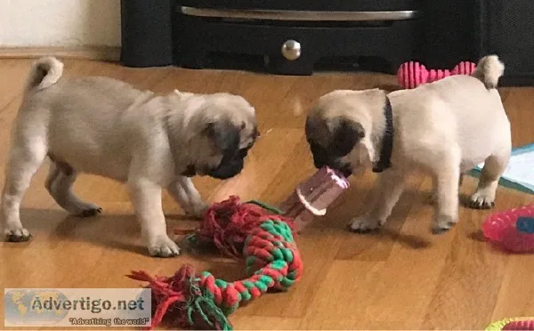 11 Weeks Pug puppies ready