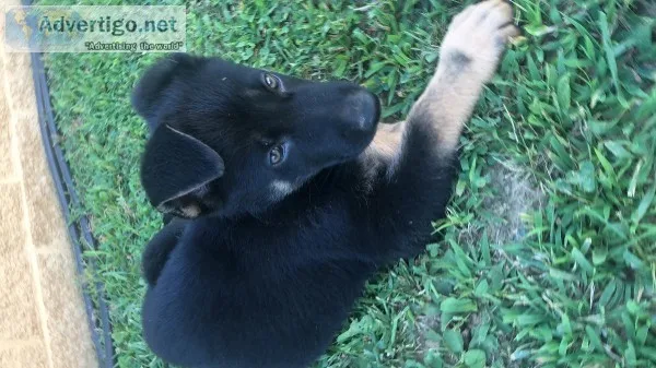 8 week AKC puppies
