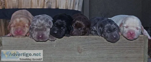 ALL Colors Labrador retriever babies