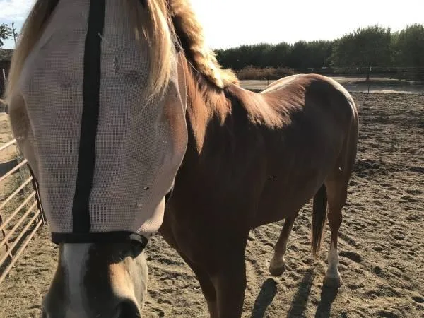 Cheap Gelding horses for sale