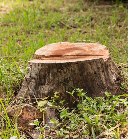 Keep those annoying stumps away from your property