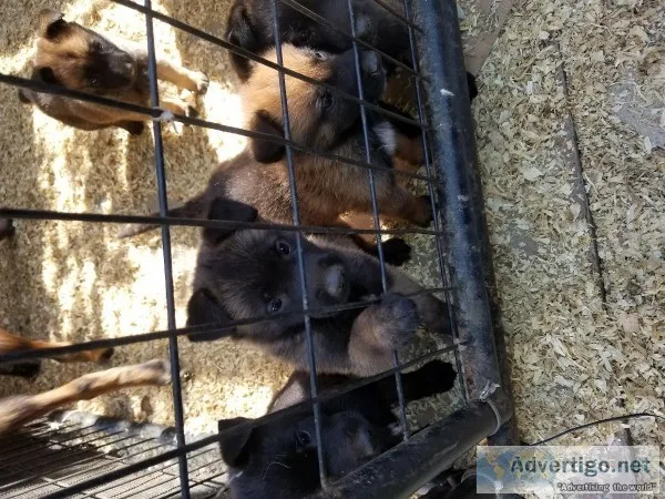 Belgian malinois