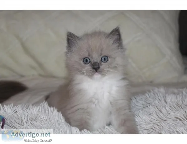 Ragdoll Kitten Rarer Mink Blue Mitted