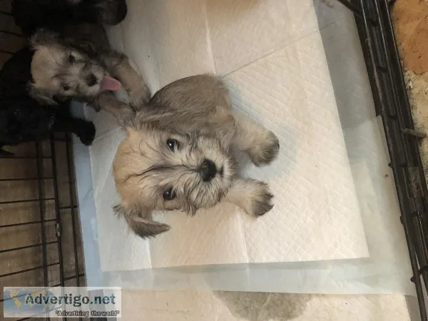 AKC MINI SChnauzer puppies