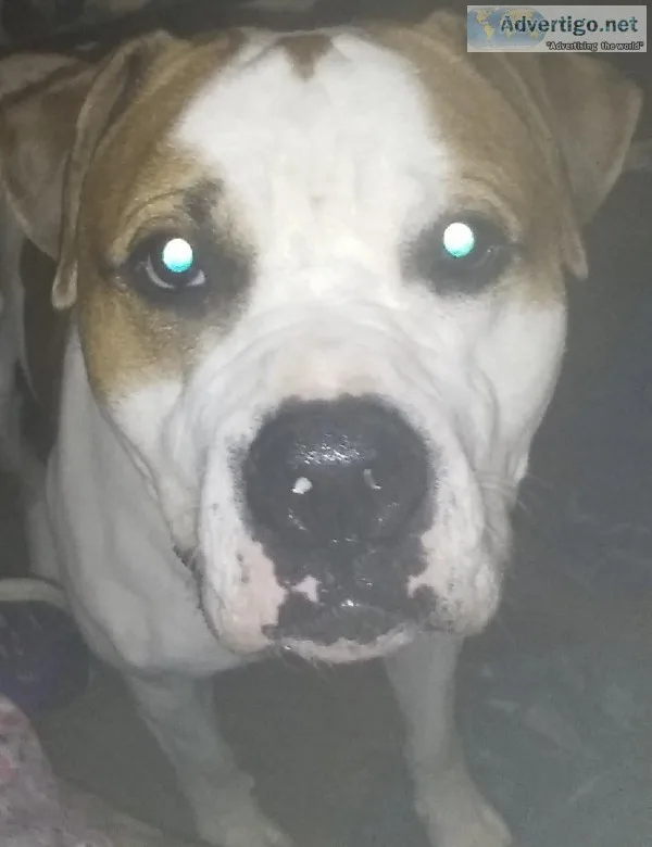Pitbull mastiff