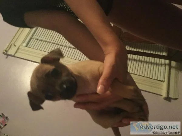 Runt miniature chihuahua