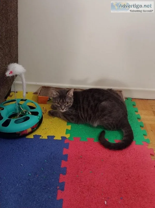 Female Cat for Adoption