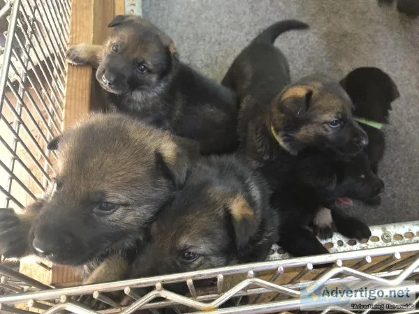 Working line German Shepherd Pups