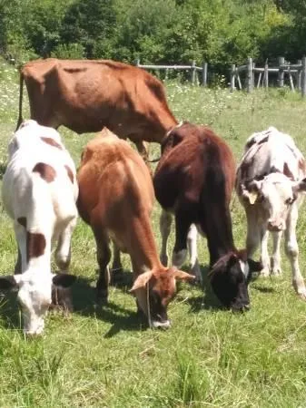 Calves