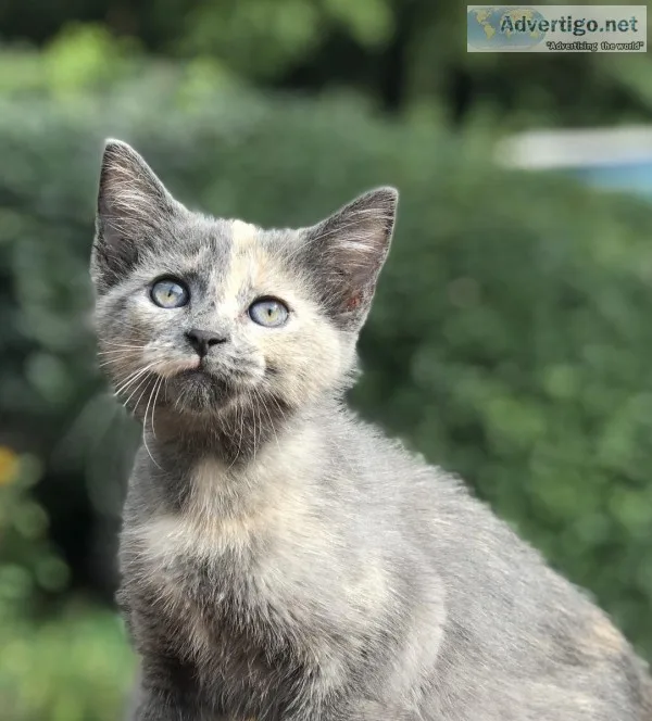 Vaccinated and dewormed kitten