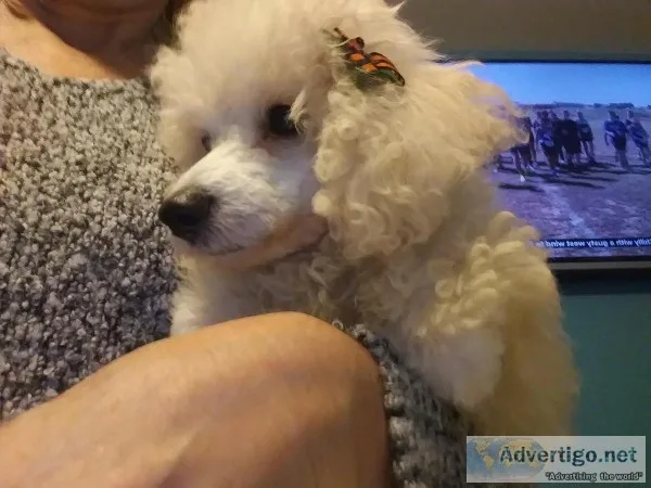 Toy Poodle Puppy female