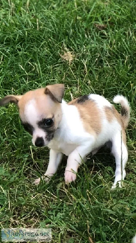 Pure breed Chihuahua