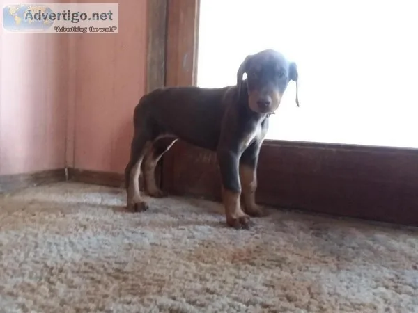 Cadenhead Dobermans