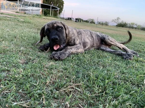 English Mastiff Pups