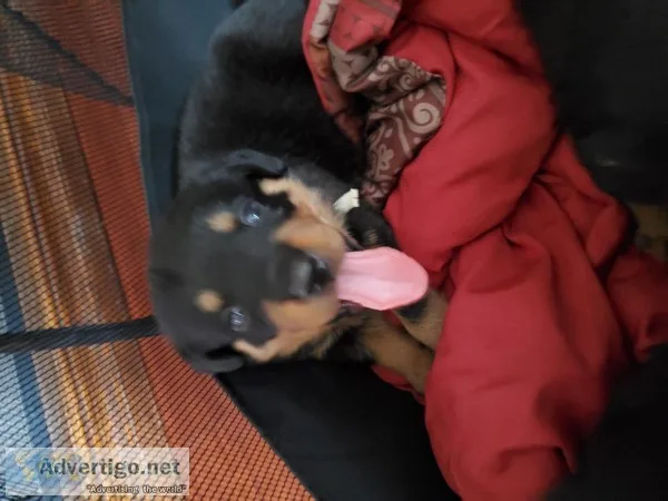 German Rottweiler puppies