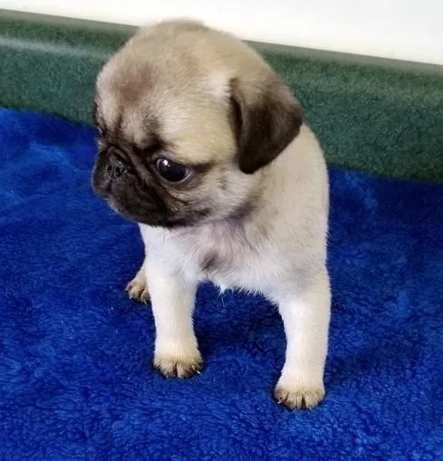 Gorgeous male and female Pug puppies