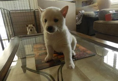 Shiba Inu puppies