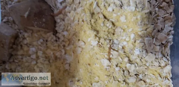 Mealworms