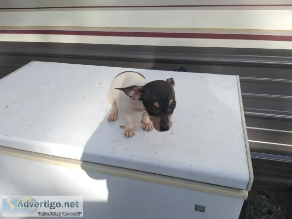 Chihuahua puppies