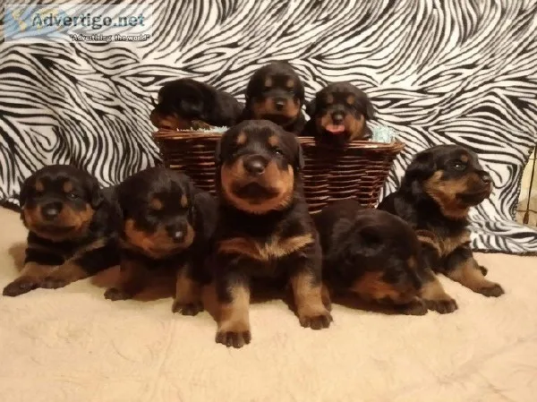 Akc rottweilers puppys utd ready to go home in 6 weeks 2 boys 6 