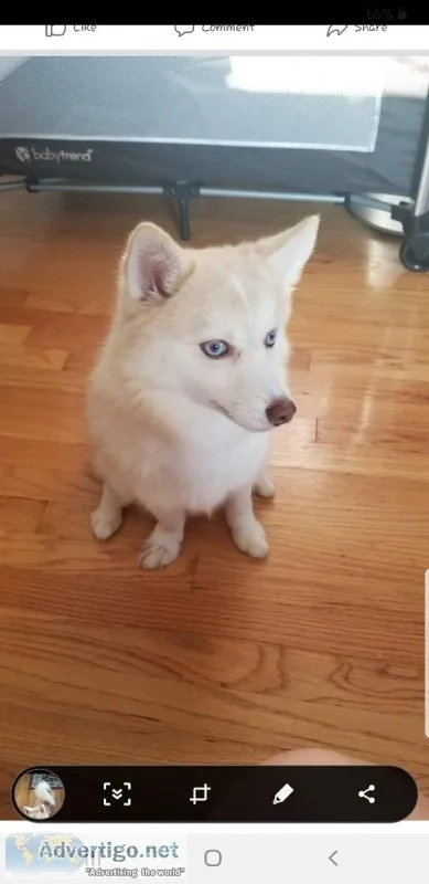 Rehome a beautiful Pomskie