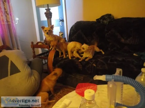 4 17 month old female chiweenies free to good homes