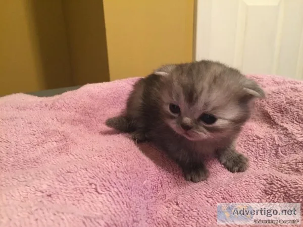 Scottish Folds