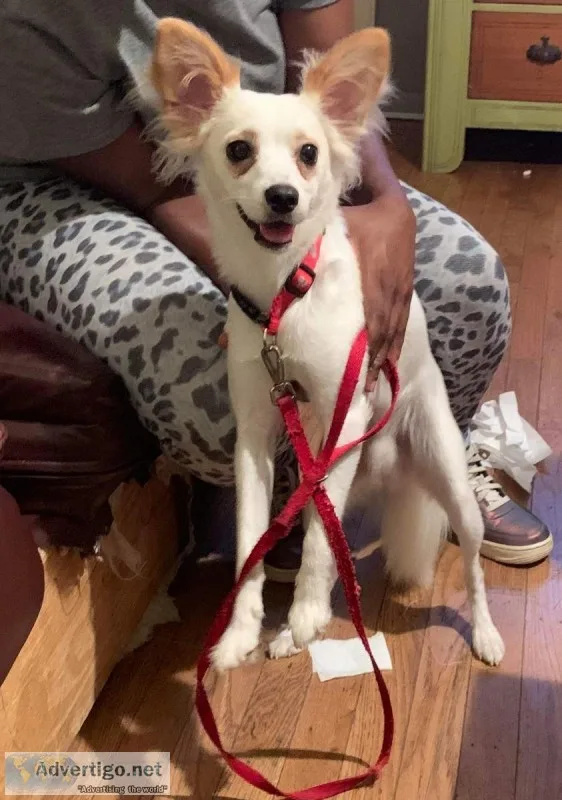 Chihuahua