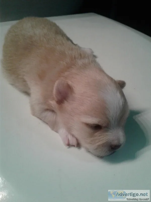 Designer Puppies for Sale