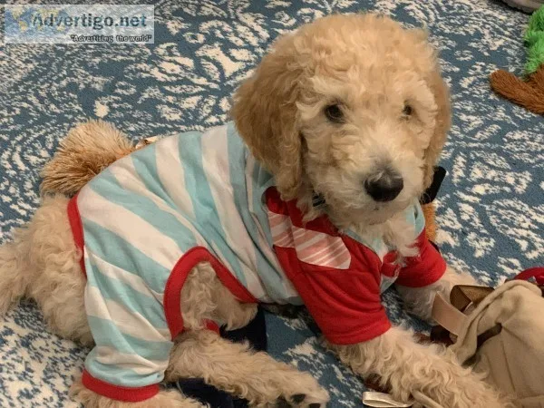 Standard poodle puppies