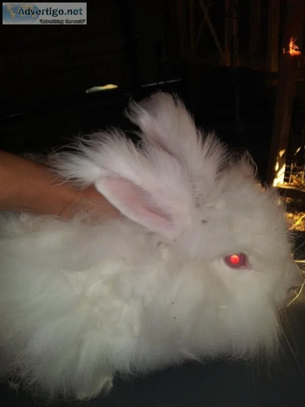 English Angora Bunny