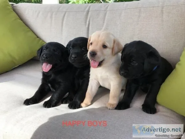 English Labrador Puppies