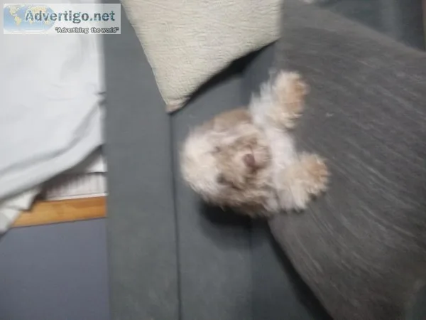 Toy Poodle