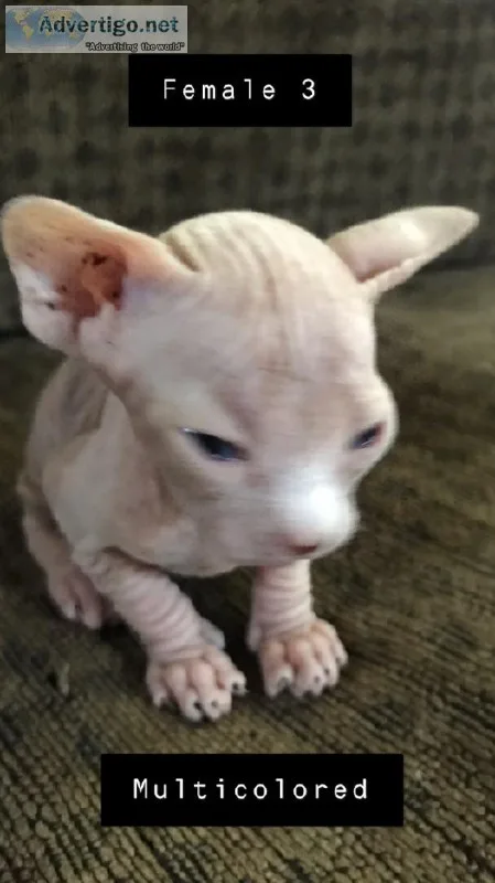 4 sphynx kittens available