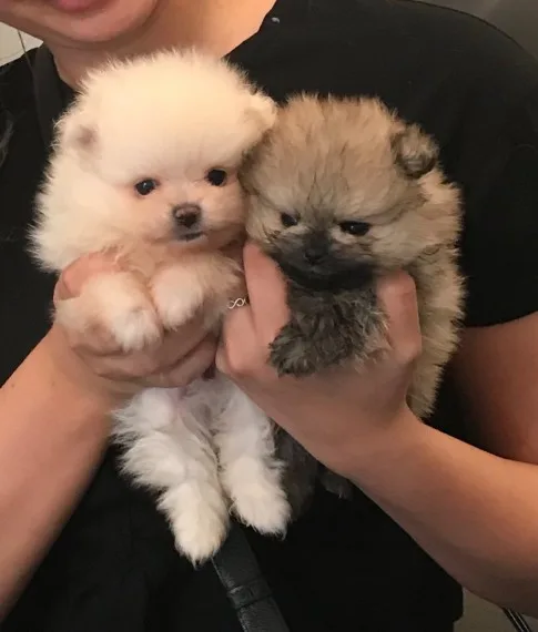 Toy beautiful pomeranian now available