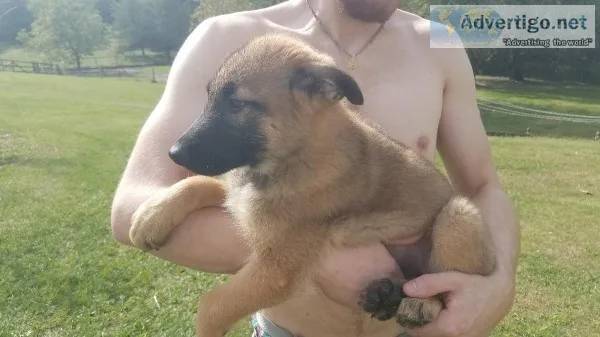 FEMALE BELGIAN SHEPHERD