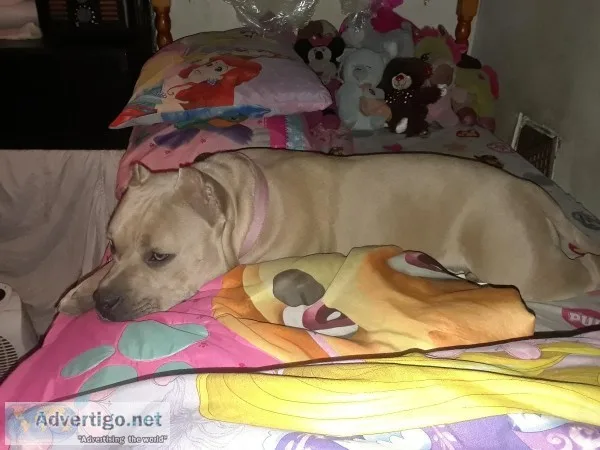 I have an 2 Year old American Girl Bully  that looking for a hom