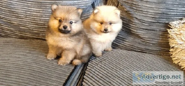 lovely pomeranian puppies