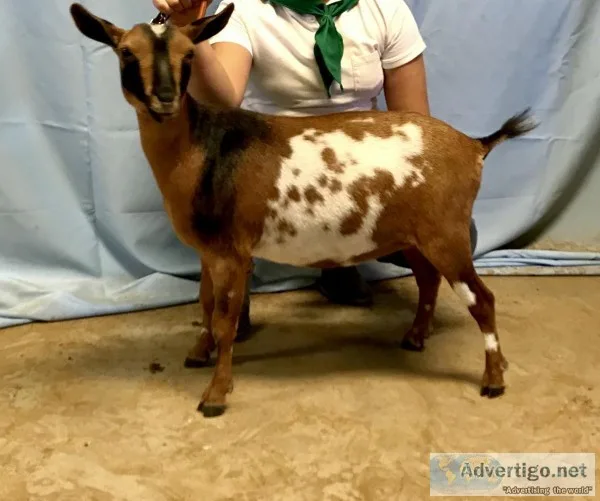 Nigerian dwarf Goat